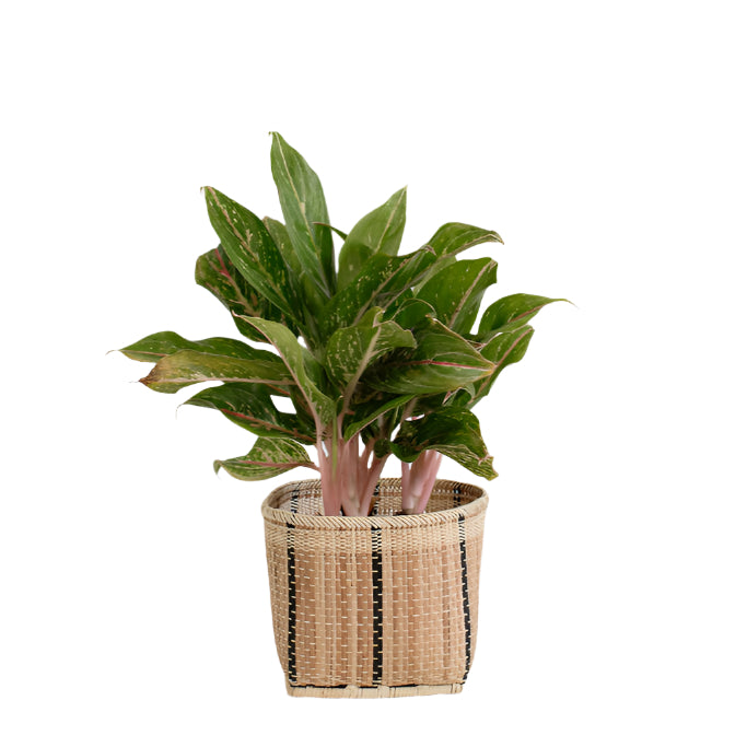 6" Chinese Evergreen + Basket