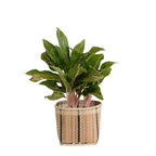 6" Chinese Evergreen + Basket