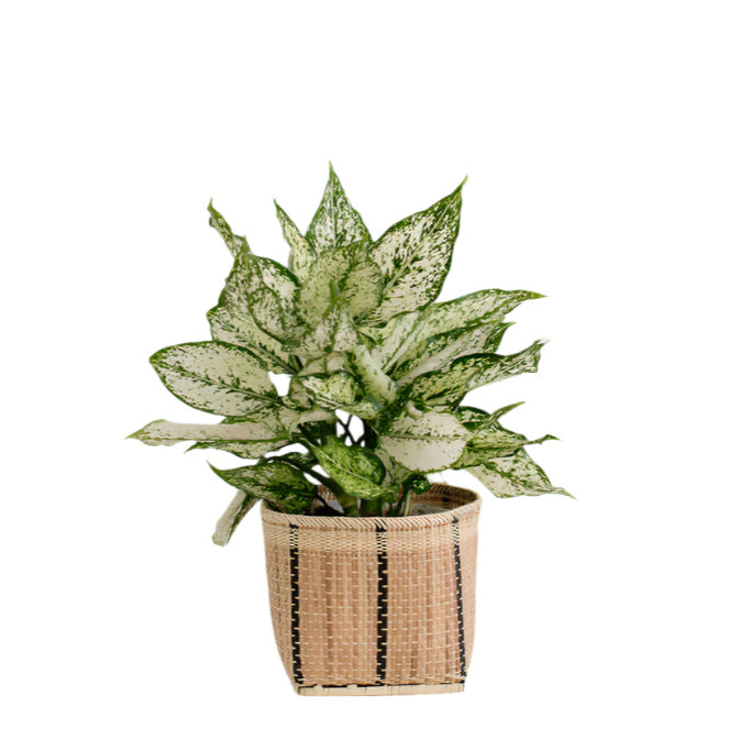 6" First Diamond + Basket