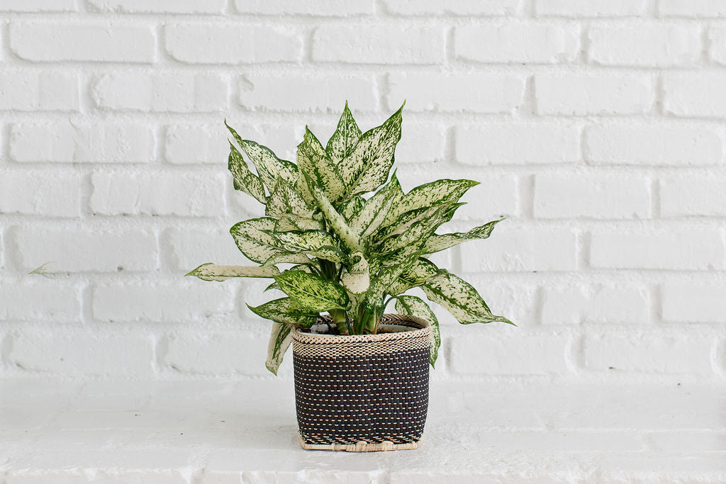 6" First Diamond + Basket