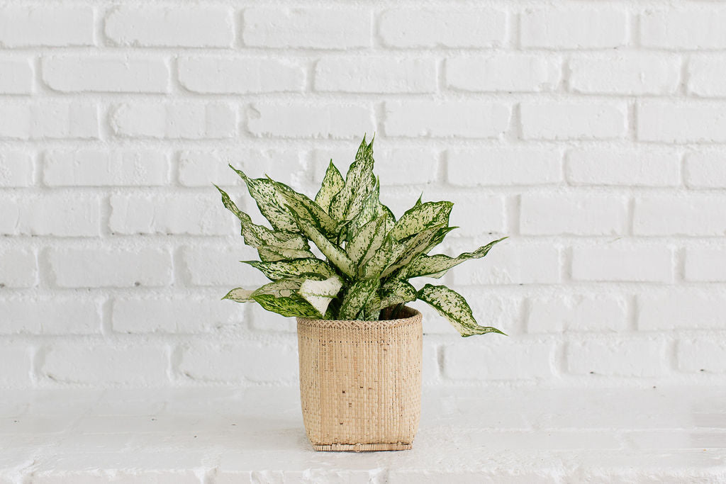 6" First Diamond + Basket