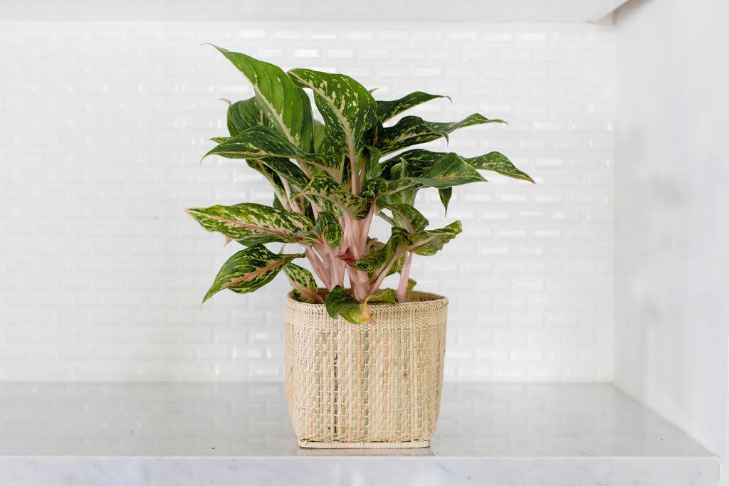 6" Chinese Evergreen + Basket