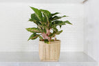 6" Chinese Evergreen + Basket