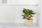 6" Chinese Evergreen + Basket