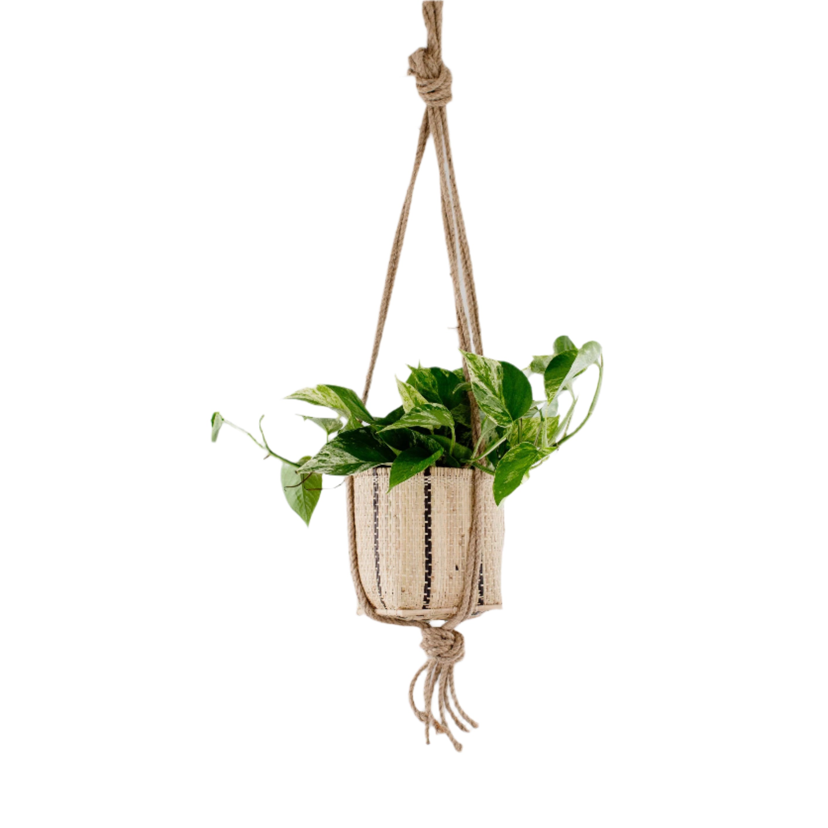 6" Golden Pothos + Hanging basket
