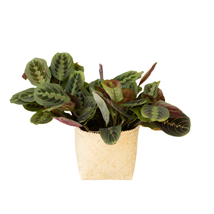 6" Maranta Prayer Plant + Basket