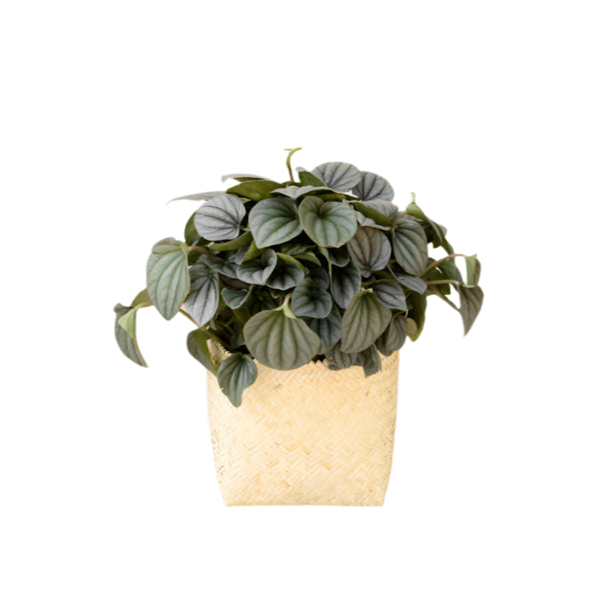 6” Peperomia Frost + Planter Basket