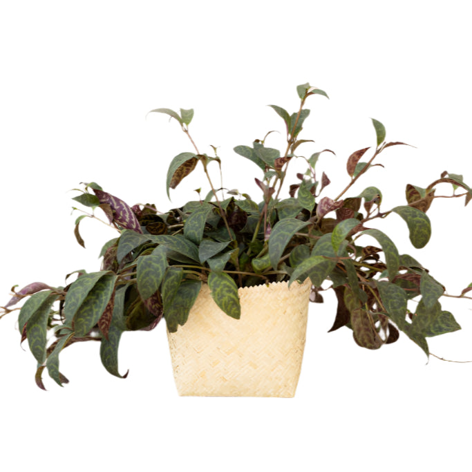 6" Lipstick black pagoda + Woven Planter Basket