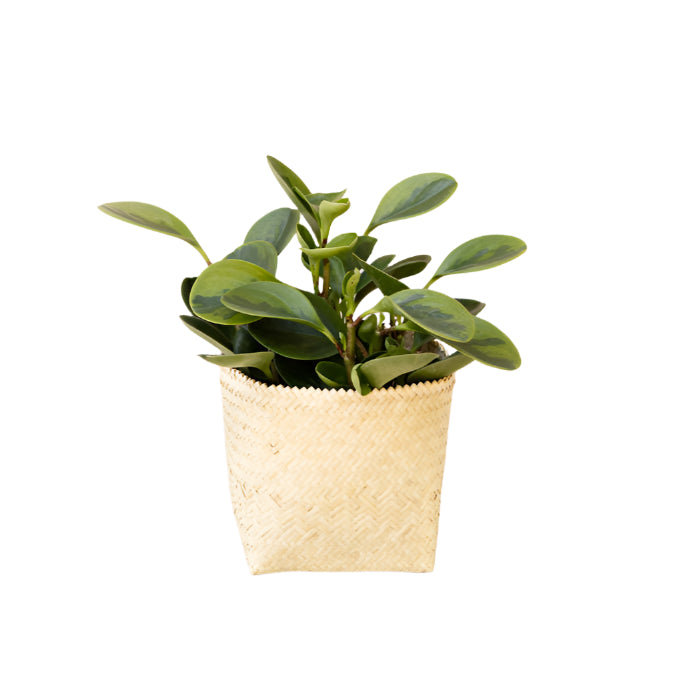 6" Marble Peperomia + Basket