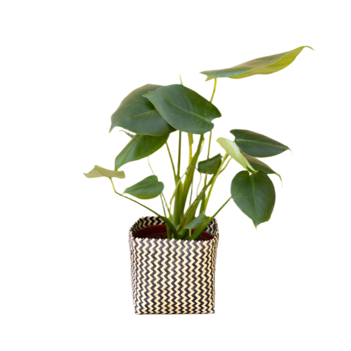 6" Monstera Split Leaf + Planter Basket